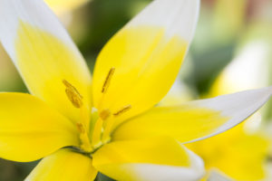 Tarda tulip flower, Tulipa tarda, lily family, star tulip Tarda tulip flower, Tulipa tarda, lily family, star tulip